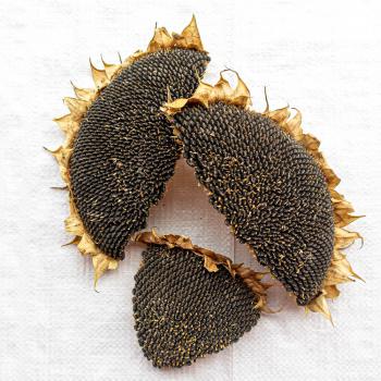 Sonnenblumenkopf getrocknete Hälften und Stücke 1 kg